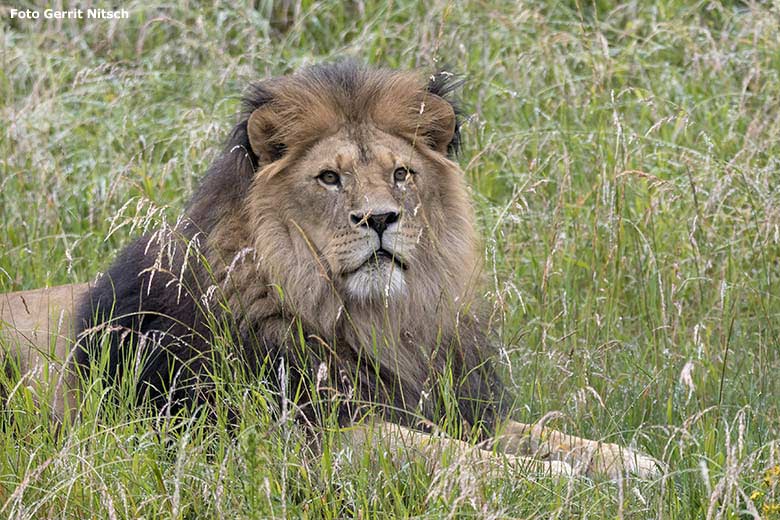 Afrikanischer Löwen-Kater TAMO am 22. Juni 2020 auf der Außenanlage im Zoo Wuppertal (Foto Gerrit Nitsch)
