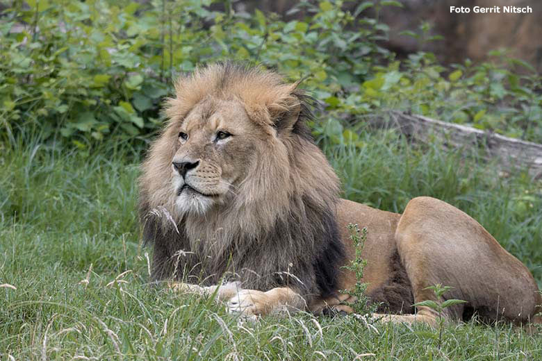 Afrikanischer Löwen-Kater MASSINO am 22. Juni 2020 auf der Außenanlage im Wuppertaler Zoo (Foto Gerrit Nitsch)