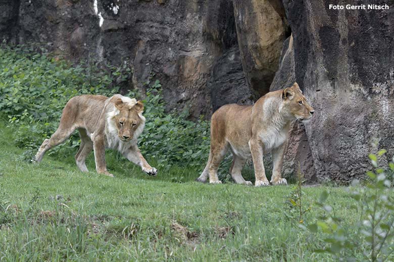 Afrikanische Löwen-Katze MALAIKA und MAISHA am 22. Juni 2020 auf der Außenanlage im Zoologischen Garten Wuppertal (Foto Gerrit Nitsch)