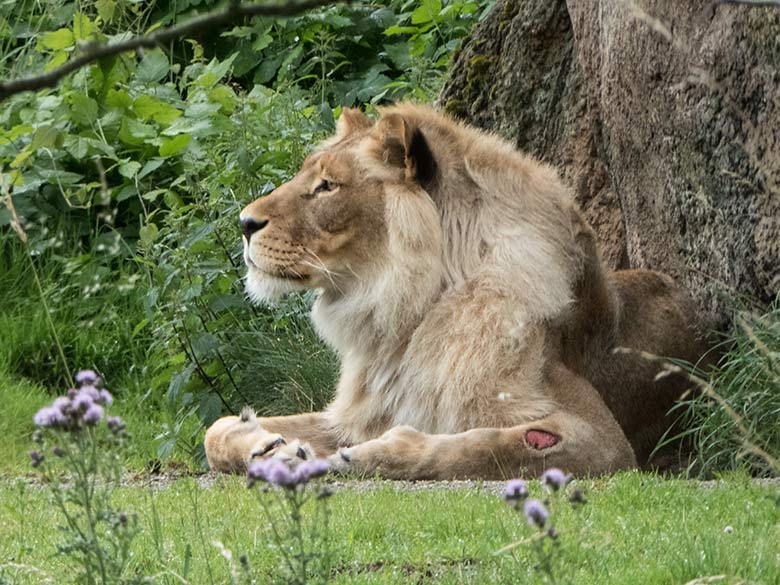 Afrikanische Löwen-Katze MALAIKA am 5. Juli 2020 auf der Löwen-Savanne im Grünen Zoo Wuppertal