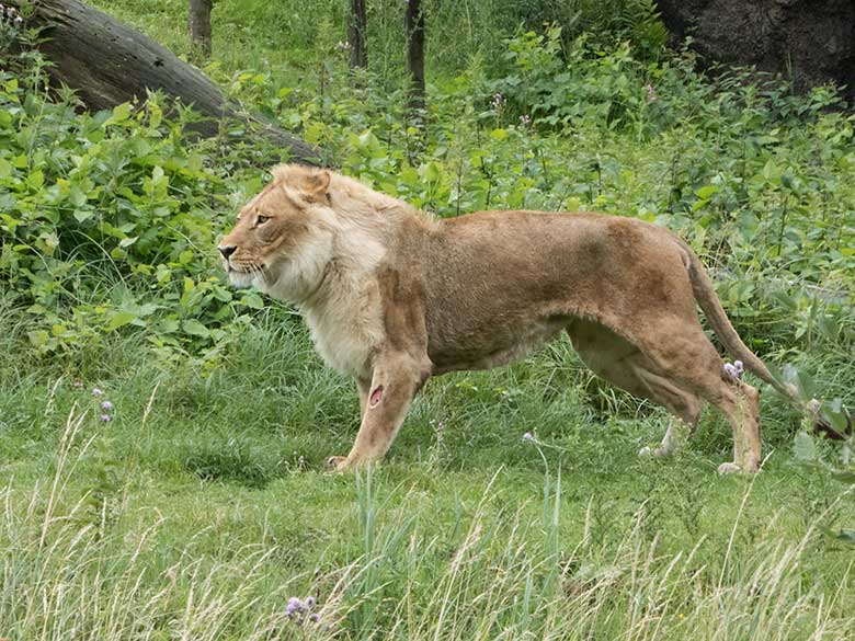 Afrikanische Löwen-Katze MALAIKA am 5. Juli 2020 auf der Löwen-Savanne im Zoologischen Garten Wuppertal