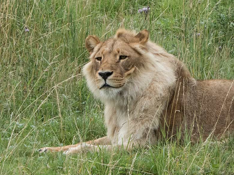 Afrikanische Löwen-Katze MALAIKA am 5. Juli 2020 auf der Löwen-Savanne im Zoo Wuppertal
