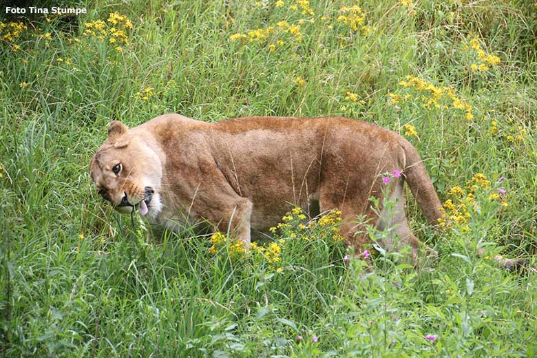 Afrikanische Löwen-Katze MAISHA am 5. Juli 2020 auf der Löwen-Savanne im Grünen Zoo Wuppertal (Foto Tina Stumpe)