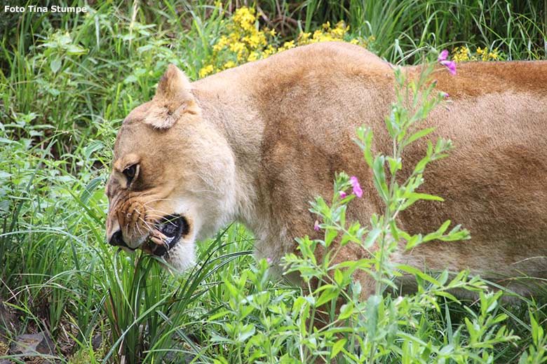 Afrikanische Löwen-Katze MAISHA am 5. Juli 2020 auf der Löwen-Savanne im Wuppertaler Zoo (Foto Tina Stumpe)