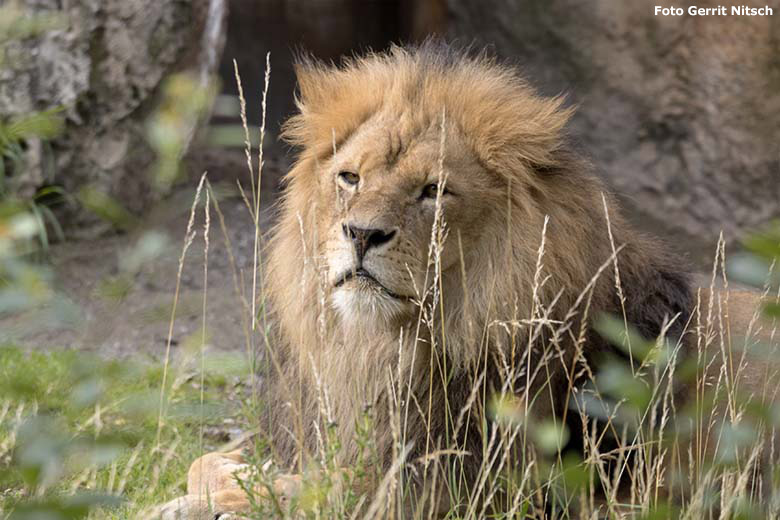 Afrikanischer Löwen-Kater MASSINO am 7. Juli 2020 auf der Außenanlage vor dem Löwen-Haus im Zoo Wuppertal (Foto Gerrit Nitsch)