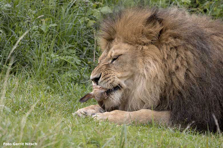Afrikanischer Löwen-Kater TAMO am 7. Juli 2020 auf der Löwen-Savanne im Grünen Zoo Wuppertal (Foto Gerrit Nitsch)