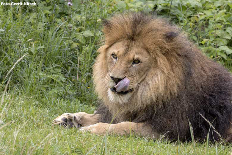 Afrikanischer Löwen-Kater TAMO am 7. Juli 2020 auf der Löwen-Savanne im Zoologischen Garten Wuppertal (Foto Gerrit Nitsch)
