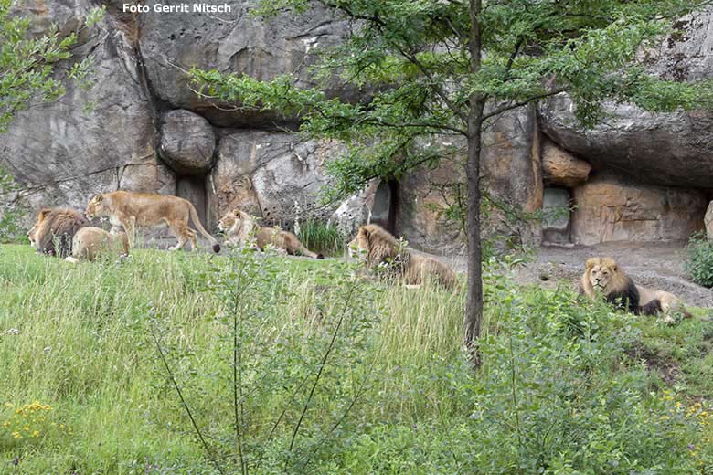Fünf Afrikanische Löwen am 7. Juli 2020 auf der Außenanlage vor dem Löwen-Haus im Grünen Zoo Wuppertal (Foto Gerrit Nitsch)