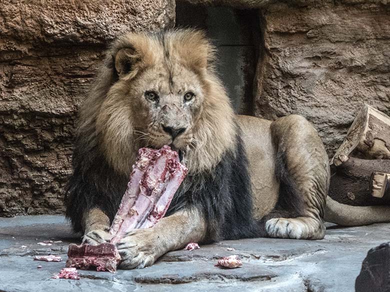 Afrikanischer Löwen-Kater SHAWANO mit Fleisch am 10. Juli 2020 im Innen-Schaugehege im Löwen-Haus im Grünen Zoo Wuppertal