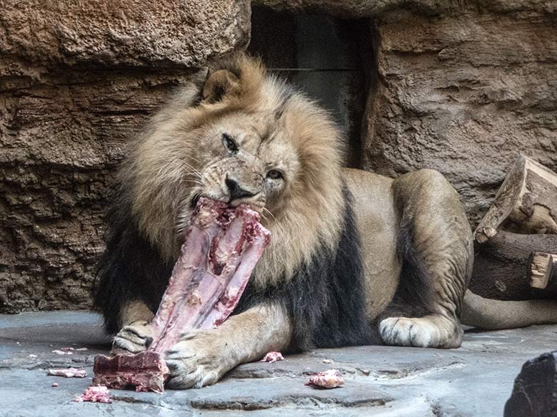 Afrikanischer Löwen-Kater SHAWANO mit Fleisch am 10. Juli 2020 im Innen-Schaugehege im Löwen-Haus im Zoologischen Garten der Stadt Wuppertal