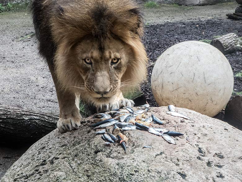 Afrikanischer Löwen-Kater TAMO mit Fischen und Küken am 10. Juli 2020 auf der Mini-Außenanlage im Löwen-Haus im Wuppertaler Zoo
