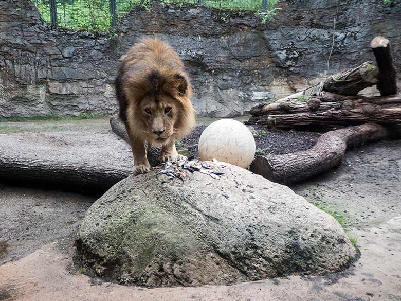 Afrikanischer Löwen-Kater TAMO mit Fischen und Küken am 10. Juli 2020 auf der Mini-Außenanlage im Löwen-Haus im Grünen Zoo Wuppertal