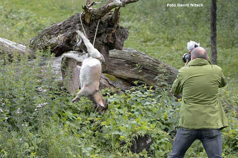 TV-Reporter filmte eine tote Zwergziege am 15. Juli 2020 auf der Löwen-Savanne im Zoologischen Garten Wuppertal (Foto Gerrit Nitsch)