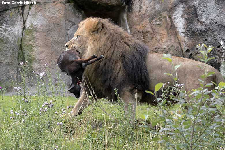 Afrikanischer Löwen-Kater SHAWANO mit einer toten Zwergziege am 15. Juli 2020 auf der Löwen-Savanne im Zoo Wuppertal (Foto Gerrit Nitsch)