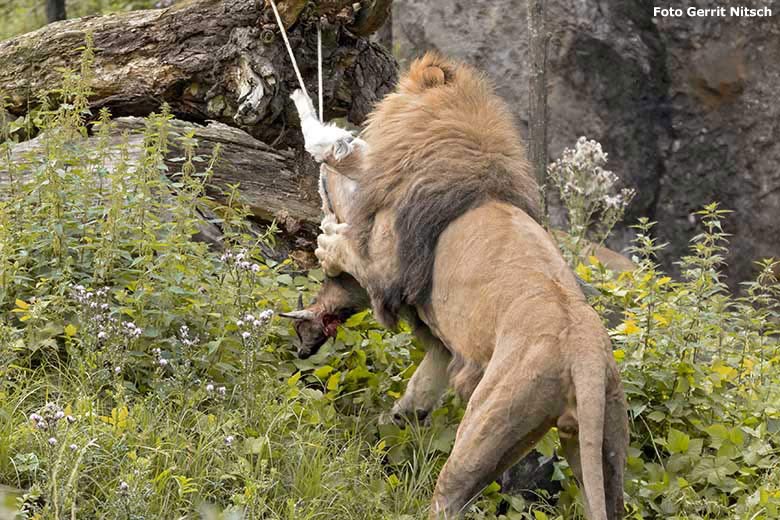 Afrikanischer Löwen-Kater MASSINO mit einer toten Zwergziege am 15. Juli 2020 auf der Löwen-Savanne im Grünen Zoo Wuppertal (Foto Gerrit Nitsch)