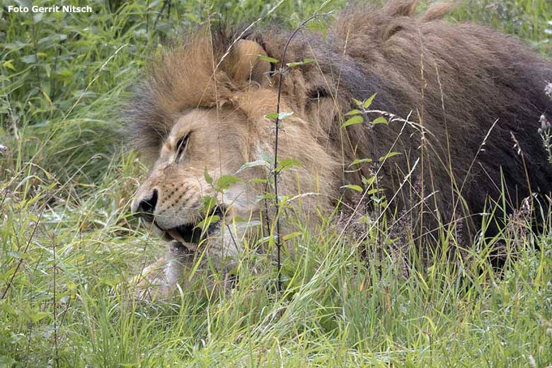 Afrikanischer Löwen-Kater TAMO mit einer toten Zwergziege am 15. Juli 2020 auf der Löwen-Savanne im Wuppertaler Zoo (Foto Gerrit Nitsch)