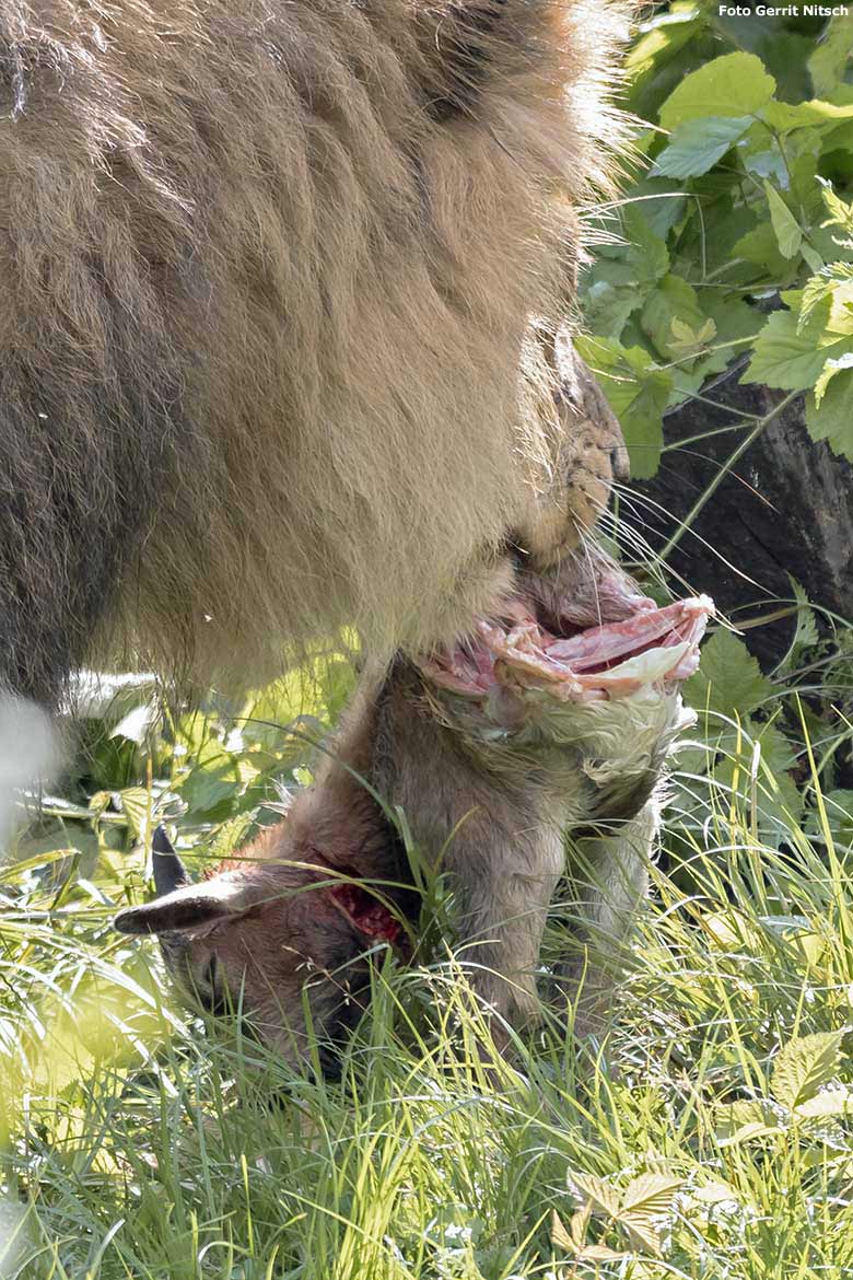 Afrikanischer Löwen-Kater MASSINO mit einer toten Zwergziege am 15. Juli 2020 auf der Löwen-Savanne im Grünen Zoo Wuppertal (Foto Gerrit Nitsch)