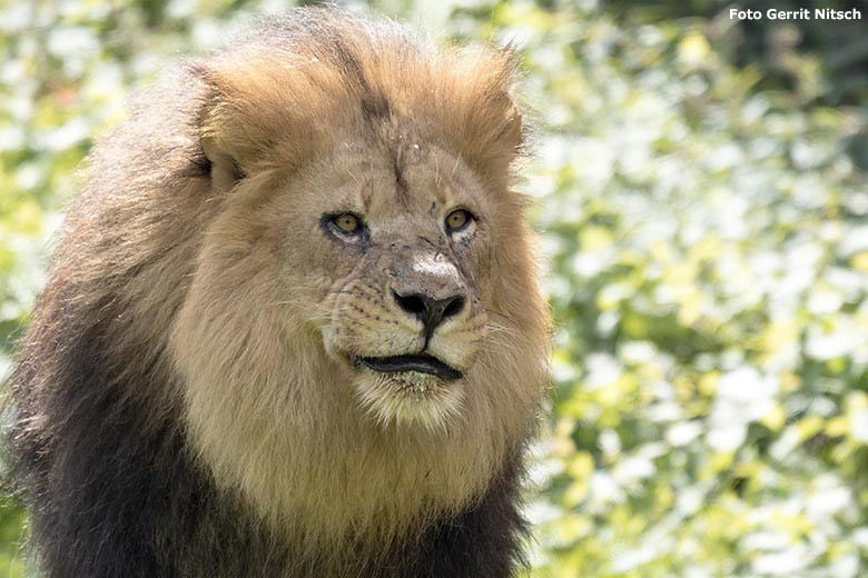 Afrikanischer Löwen-Kater SHAWANO nach dem Fressen am 15. Juli 2020 auf der Löwen-Savanne im Zoologischen Garten Wuppertal (Foto Gerrit Nitsch)