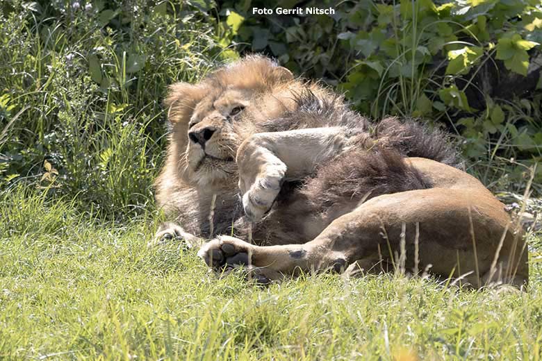 Afrikanischer Löwen-Kater nach dem Fressen am 15. Juli 2020 auf der Löwen-Savanne im Wuppertaler Zoo (Foto Gerrit Nitsch)