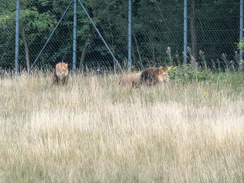 Afrikanische Löwen-Kater am 15. Juli 2020 auf der Löwen-Savanne im Grünen Zoo Wuppertal