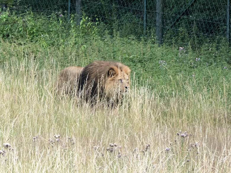 Afrikanische Löwen-Kater am 15. Juli 2020 auf der Löwen-Savanne im Zoologischen Garten der Stadt Wuppertal