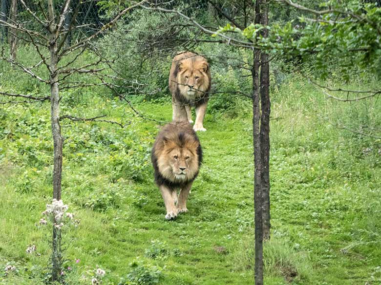Afrikanische Löwen-Kater am 15. Juli 2020 auf der Löwen-Savanne im Zoo Wuppertal