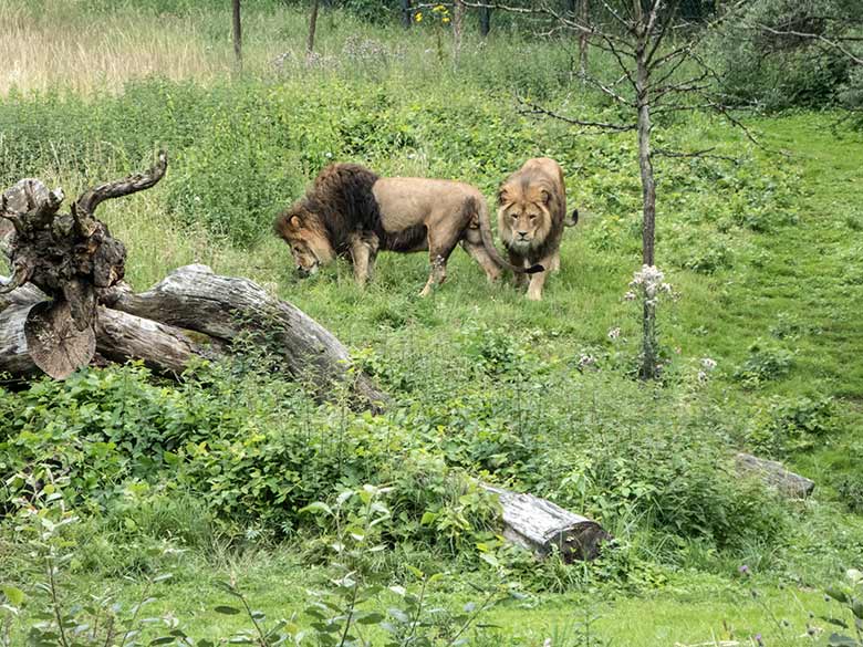 Afrikanische Löwen-Kater am 15. Juli 2020 auf der Löwen-Savanne im Wuppertaler Zoo