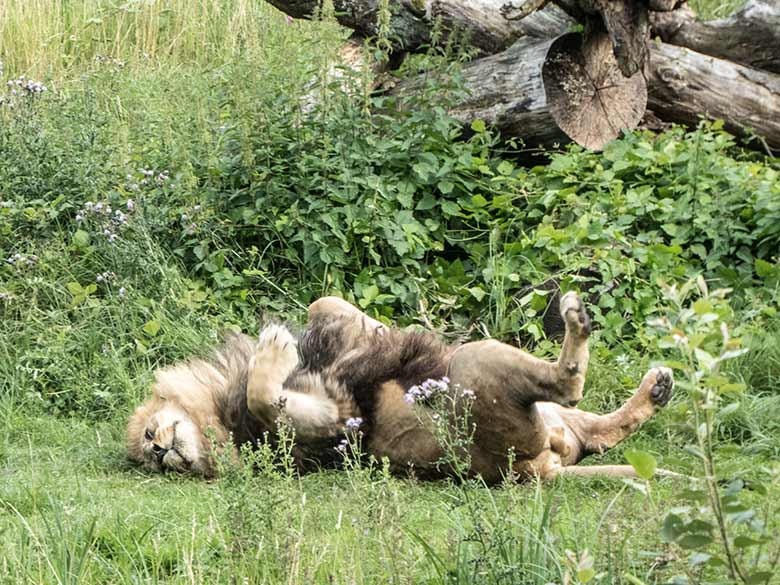 Afrikanischer Löwen-Kater am 15. Juli 2020 auf der Löwen-Savanne im Zoologischer Garten Wuppertal