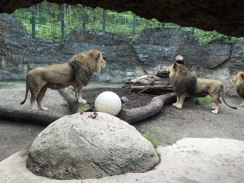 Afrikanische Löwen-Kater am 15. Juli 2020 auf der Mini-Außenanlage im Löwen-Haus im Grünen Zoo Wuppertal