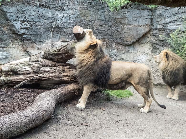 Afrikanische Löwen-Kater am 15. Juli 2020 auf der Mini-Außenanlage im Löwen-Haus im Zoologischen Garten der Stadt Wuppertal