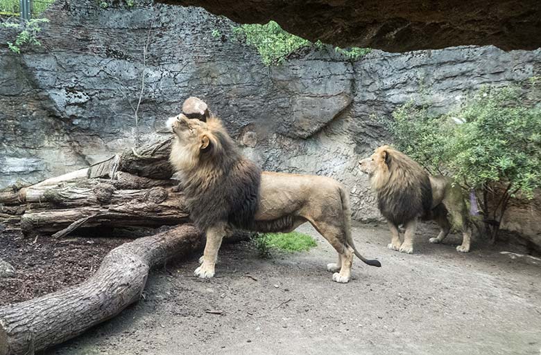 Afrikanische Löwen-Kater am 15. Juli 2020 auf der Mini-Außenanlage im Löwen-Haus im Zoo Wuppertal