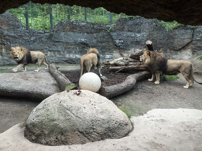 Afrikanische Löwen-Kater am 15. Juli 2020 auf der Mini-Außenanlage im Löwen-Haus im Wuppertaler Zoo