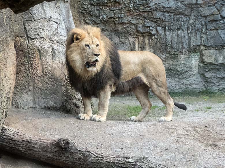 Afrikanischer Löwen-Kater am 15. Juli 2020 auf der Mini-Außenanlage im Löwen-Haus im Grünen Zoo Wuppertal