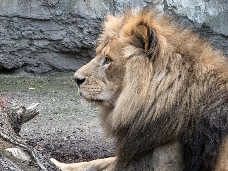 Afrikanischer Löwen-Kater am 15. Juli 2020 auf der Mini-Außenanlage im Löwen-Haus im Zoologischen Garten Wuppertal