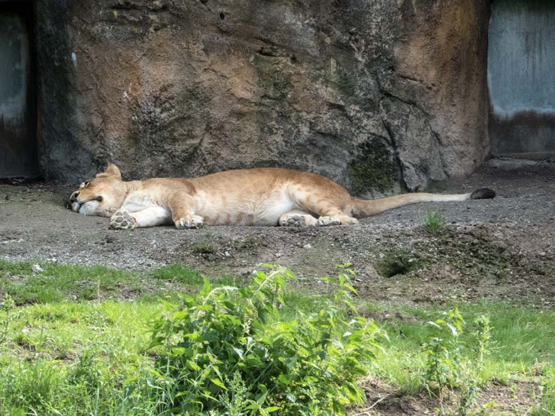 Afrikanische Löwen-Katze MAISHA am 17. Juli 2020 vor dem Löwen-Haus im Grünen Zoo Wuppertal