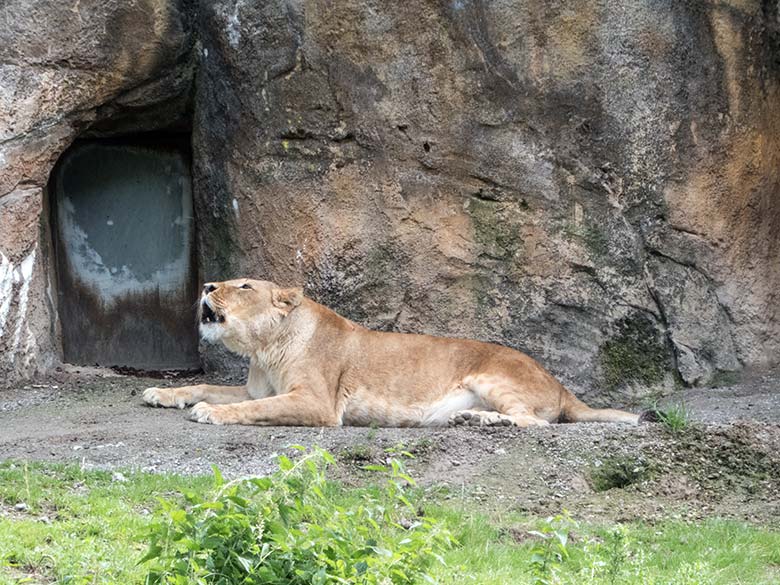 Brüllende Afrikanische Löwen-Katze MAISHA am 17. Juli 2020 vor dem Löwen-Haus im Zoologischen Garten Wuppertal