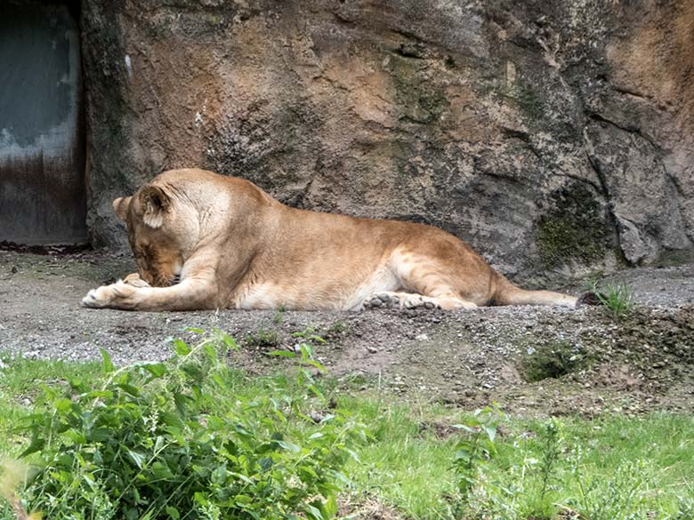 Afrikanische Löwen-Katze MAISHA am 17. Juli 2020 vor dem Löwen-Haus im Zoo Wuppertal