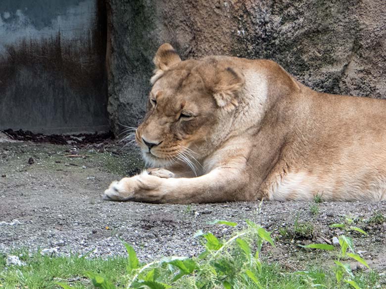 Afrikanische Löwen-Katze MAISHA am 17. Juli 2020 vor dem Löwen-Haus im Wuppertaler Zoo