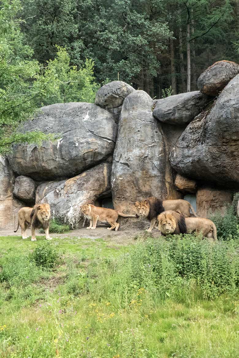 Drei Afrikanische Löwen-Kater mit Löwen-Katze MAISHA am 17. Juli 2020 vor dem Löwen-Haus im Grünen Zoo Wuppertal