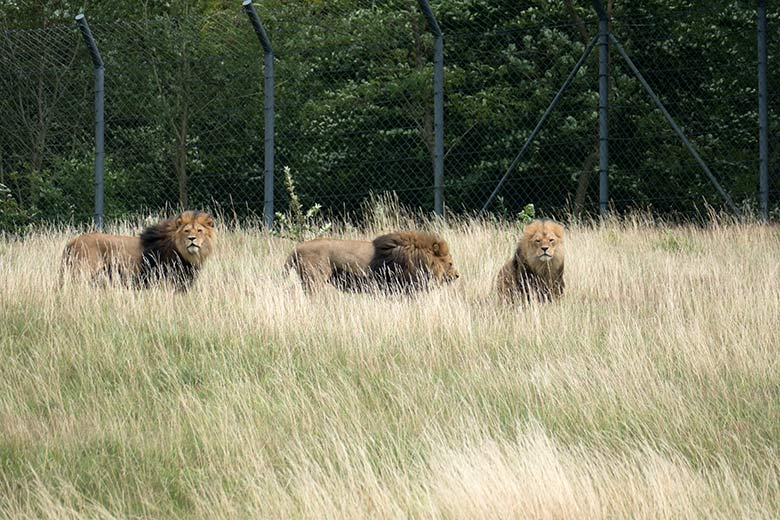 Männliche Afrikanische Löwen am 28. Juli 2020 auf der Löwen-Savanne im Zoologischen Garten der Stadt Wuppertal