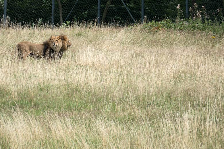 Männliche Afrikanische Löwen am 28. Juli 2020 auf der Löwen-Savanne im Grünen Zoo Wuppertal