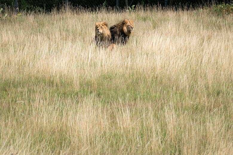 Männliche Afrikanische Löwen am 28. Juli 2020 auf der Löwen-Savanne im Zoo Wuppertal