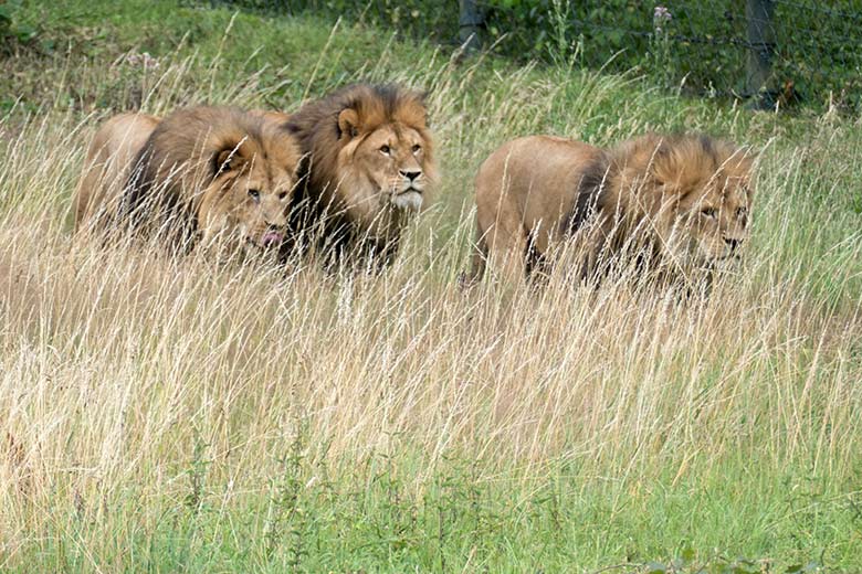 Männliche Afrikanische Löwen am 28. Juli 2020 auf der Löwen-Savanne im Zoologischen Garten Wuppertal
