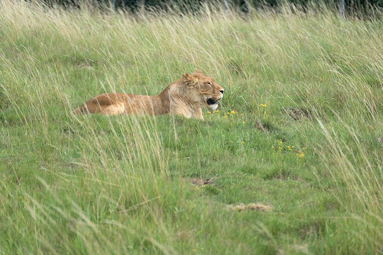 Afrikanische Löwin MAISHA am 28. Juli 2020 auf der Löwen-Savanne im Grünen Zoo Wuppertal