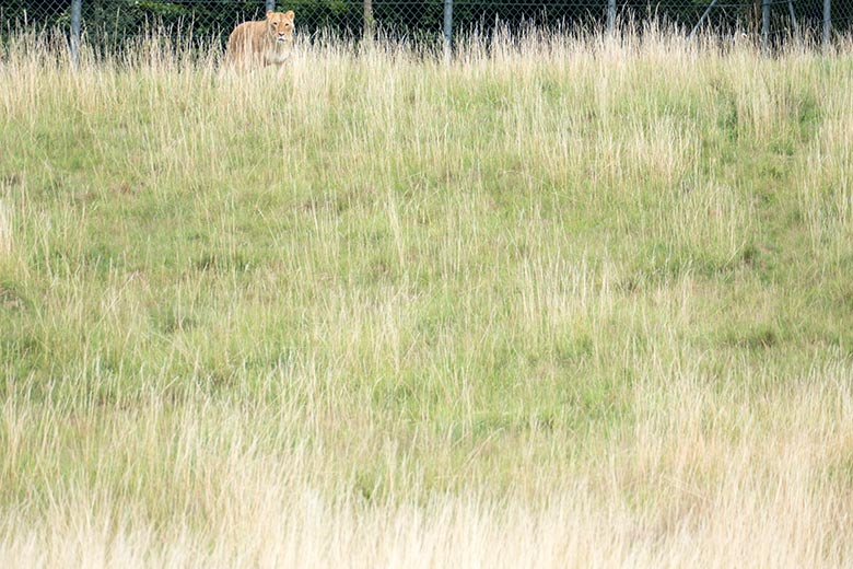 Afrikanische Löwin MAISHA am 28. Juli 2020 auf der Löwen-Savanne im Zoo Wuppertal