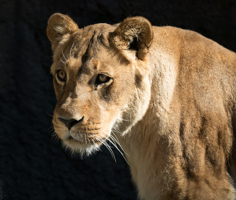 Afrikanischen Löwin MAISHA am 31. Juli 2020 auf der Mini-Außenanlage im Löwen-Haus im Zoo Wuppertal