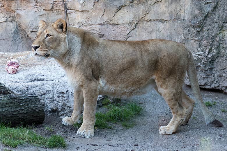 Afrikanische Löwen-Katze MAISHA am 31. Juli 2020 auf der Mini-Außenanlage im Löwen-Haus im Grünen Zoo Wuppertal