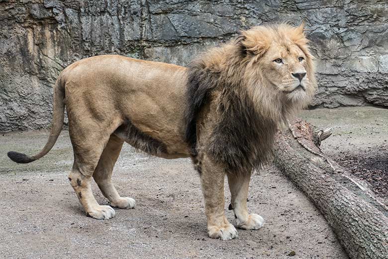 Afrikanischer Löwen-Kater am 30. August 2020 auf der Mini-Außenanlage im Löwen-Haus im Zoologischen Garten der Stadt Wuppertal