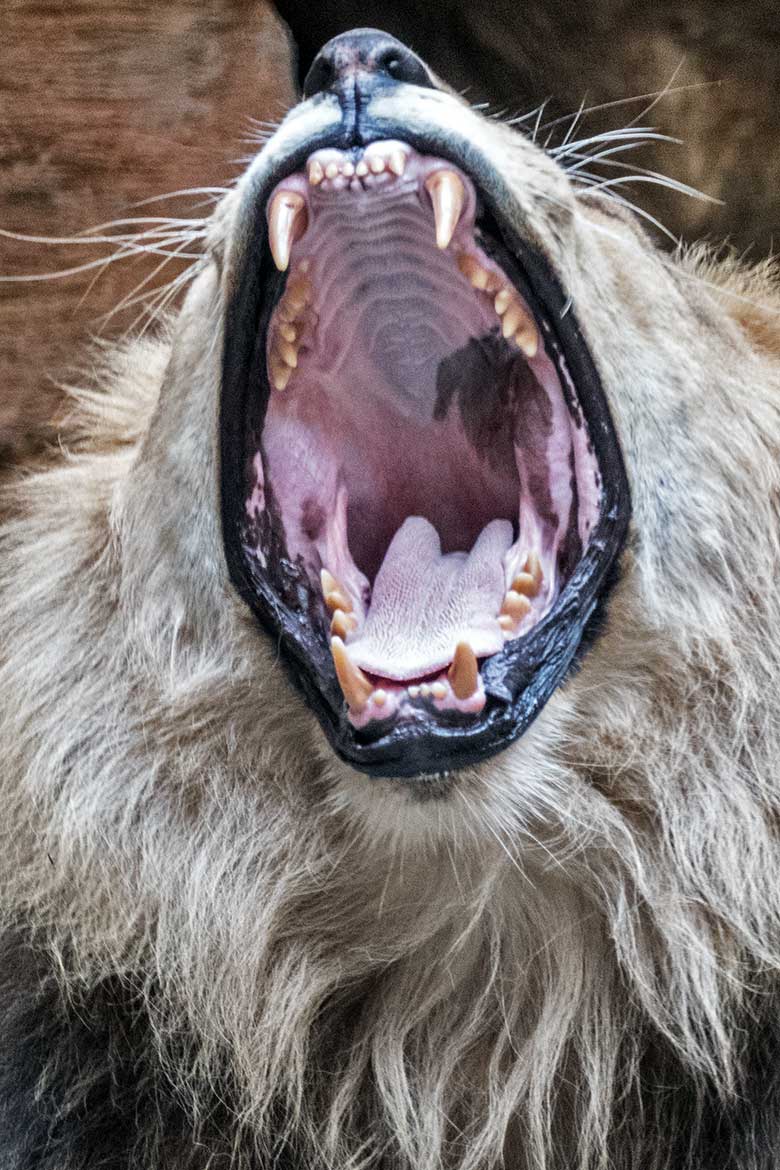 Gähnender Afrikanischer Löwen-Kater am 30. August 2020 Innen-Schaugehege im Löwen-Haus im Wuppertaler Zoo