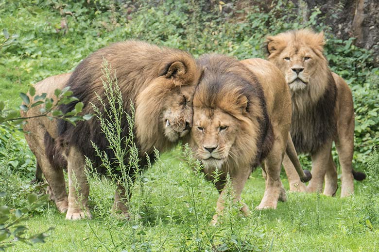 Drei Afrikanische Löwen-Kater am 30. August 2020 auf der Außenanlage am Löwen-Haus im Grünen Zoo Wuppertal